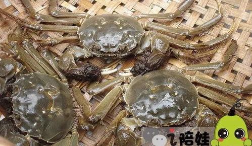 会飞的螃蟹爆料视频大全,揭秘神秘生物的空中舞步  第2张 会飞的螃蟹爆料视频大全,揭秘神秘生物的空中舞步  第2张