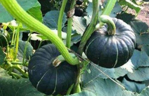 网红吃瓜爆料大全怀孕,揭秘娱乐圈怀孕大事件  第2张 网红吃瓜爆料大全怀孕,揭秘娱乐圈怀孕大事件  第2张