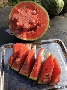 西华网红吃瓜,揭秘网络红人的幕后故事  第3张