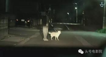 白昼之雨在线观看,探寻神秘雨夜中的奇幻之旅  第3张 白昼之雨在线观看,探寻神秘雨夜中的奇幻之旅  第3张