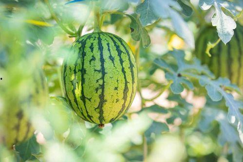 娱乐圈吃瓜最好的地方,揭秘吃瓜圣地,一网打尽热门事件  第3张 娱乐圈吃瓜最好的地方,揭秘吃瓜圣地,一网打尽热门事件  第3张